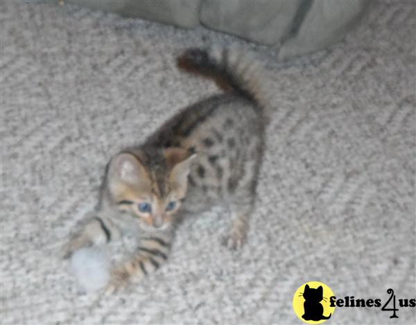 Bengal Kittens