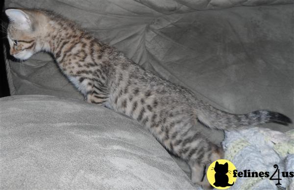 Bengal Kittens