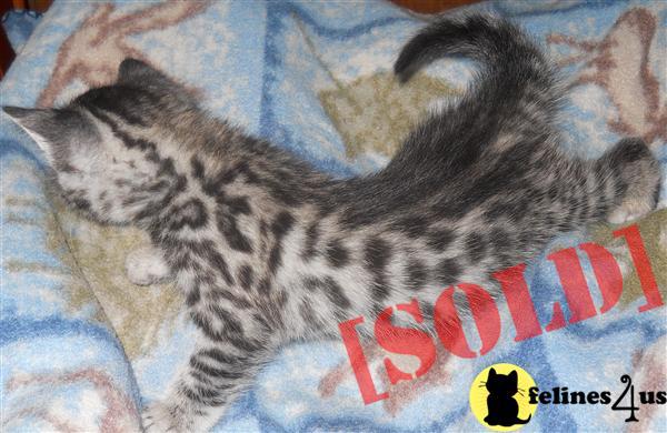 stunning female rossetted black silver bengal kitten 