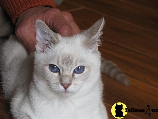 Kittens for Sale in Washington