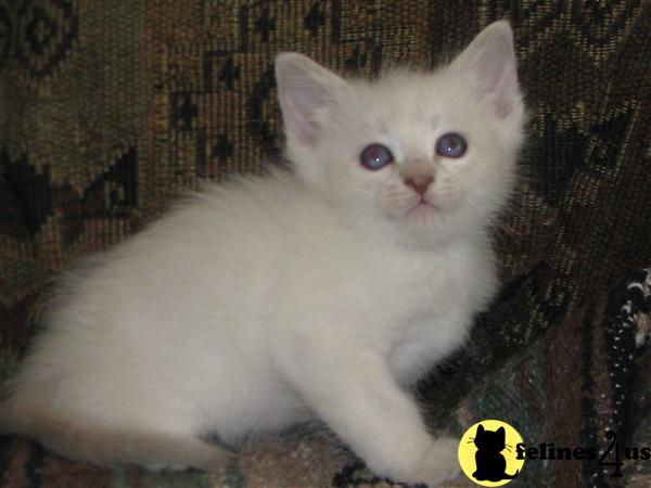 Siamese Kittens
