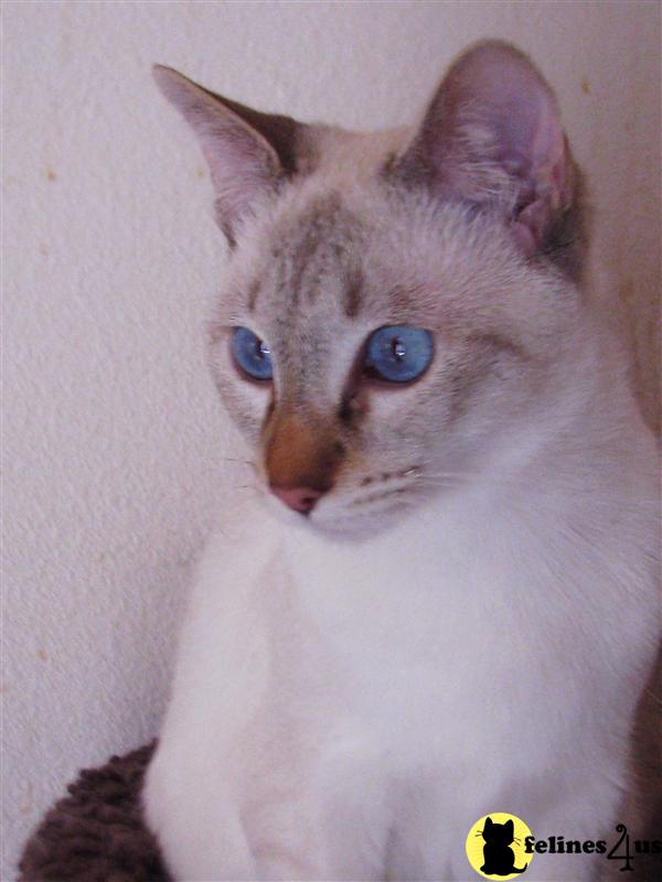 Cats for Sale