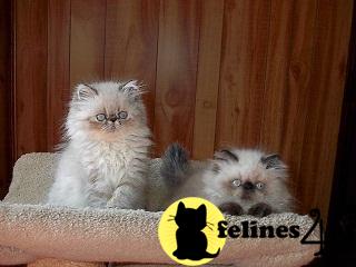Kittens for Sale in Connecticut