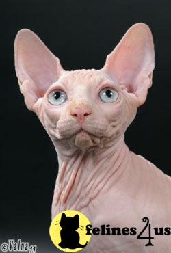 Sphynx Kittens