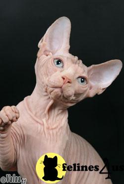 Sphynx Kittens