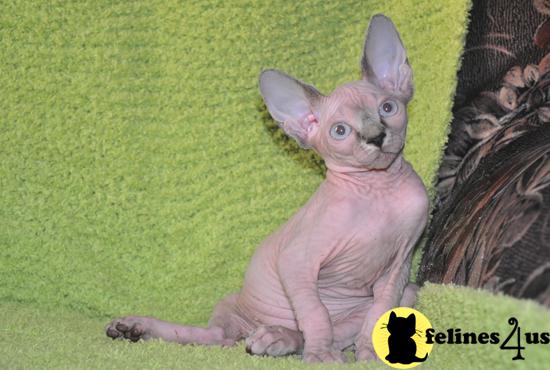 Sphynx Kittens