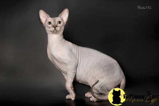 Sphynx Kittens