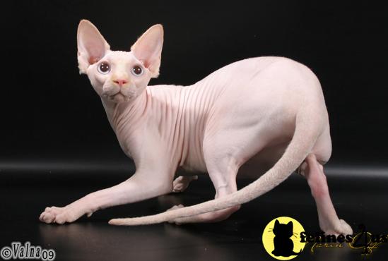Cats for Sale