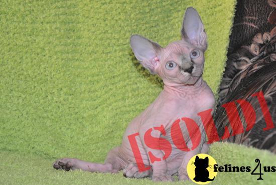 Available Female Blue Eyes 