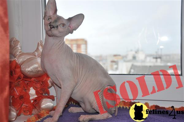 Available Female Blue Eyes