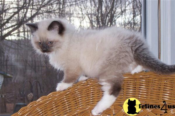 Ragdoll Kittens