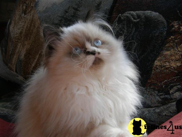 Exotic Shorthairs and Himmy kittens