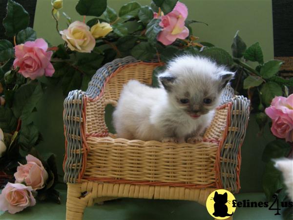 Tiny Pixie Elf Munchkin kittens
