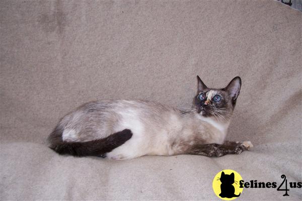 Siamese and Snowshoe kittens available