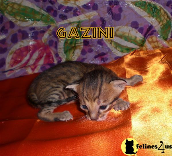 Savannah Kittens