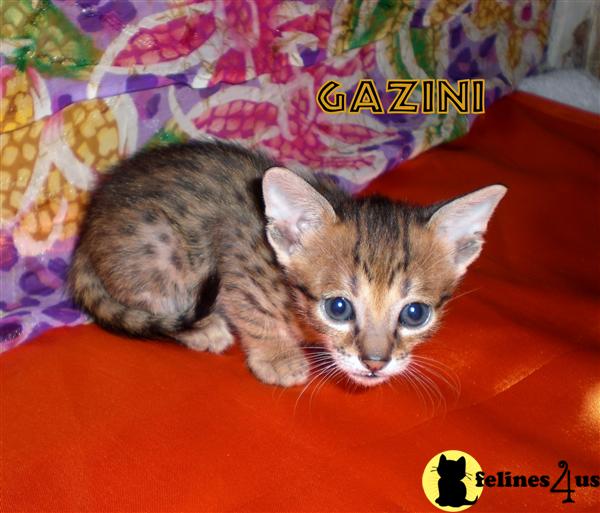 Savannah Kittens