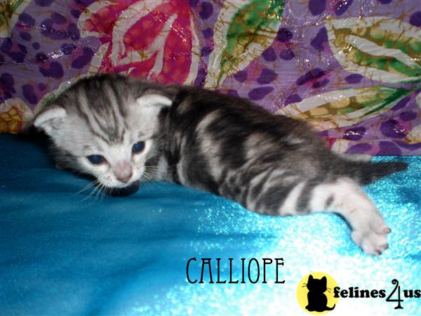 Kittens for Sale