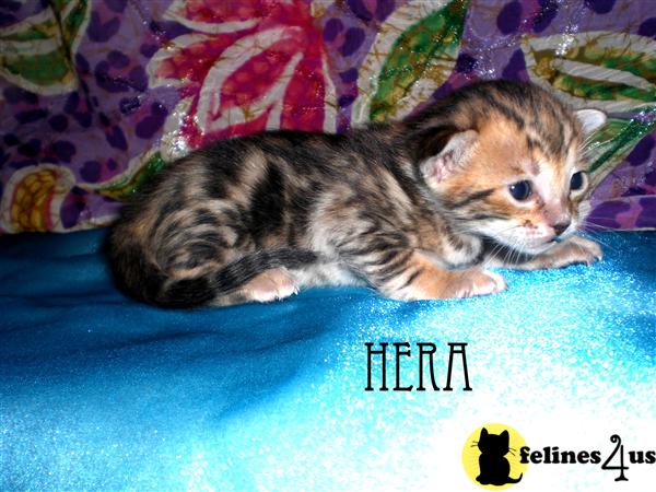 Kittens for Sale