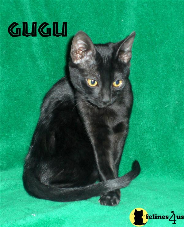 F6a Savannah kittens Reduced price