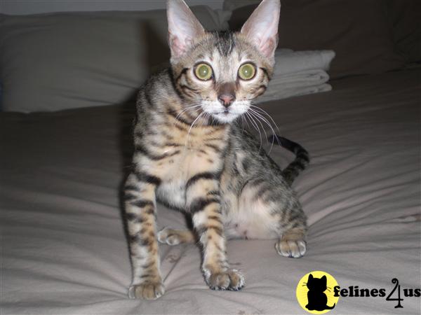 Kittens for Sale in Montana