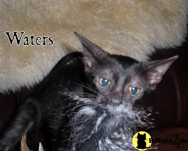 Savannah Kittens