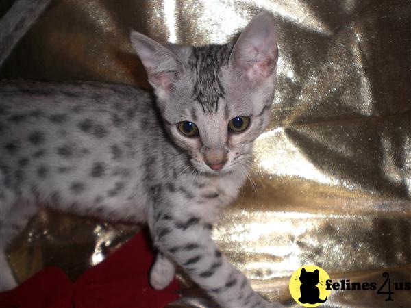 Kittens for Sale in Montana