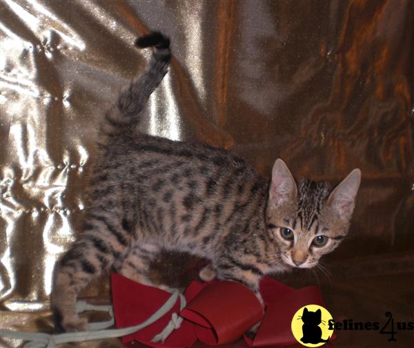 Kittens for Sale in Montana