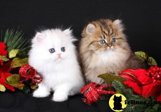 Free Kittens