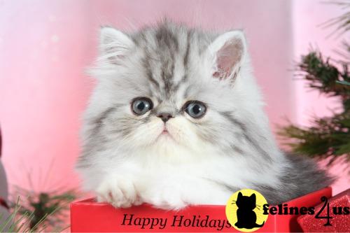 Kittens for Sale in Missouri