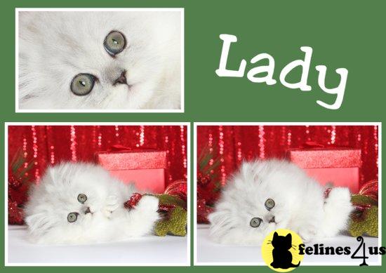 Kittens for Sale in Missouri