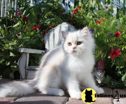 Kittens for Sale in Missouri
