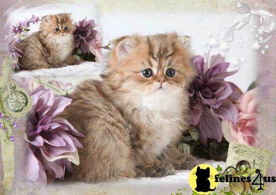 Chinchilla Golden Teacup Persian Kitten For Sale