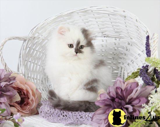 Kittens for Sale in Missouri