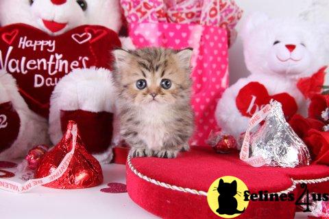Kittens for Sale in Missouri