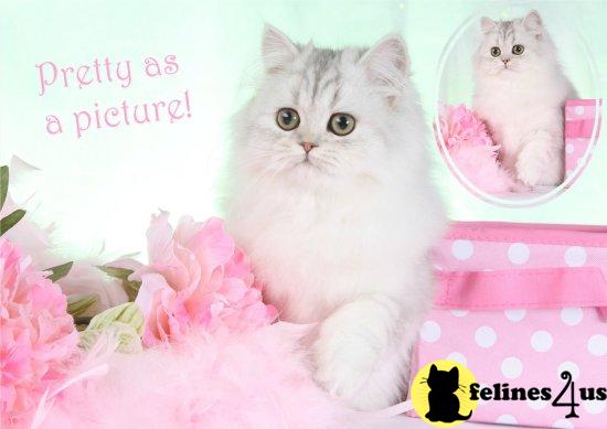 Kittens for Sale in Missouri