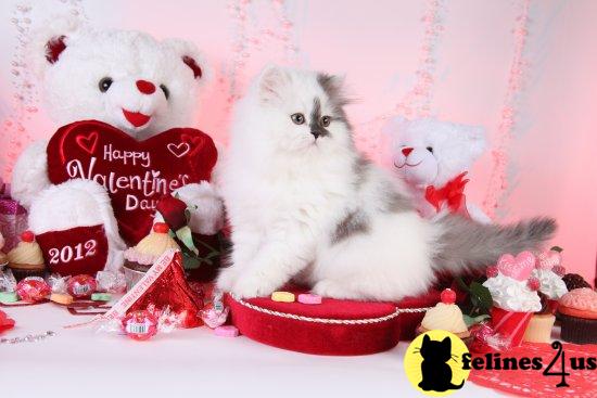 Kittens for Sale in Missouri