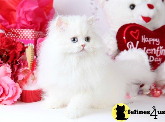 Love For Sale