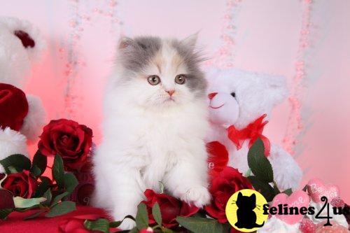 Persian Kittens