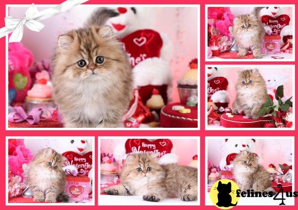 Persian Kittens
