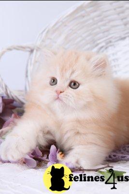 Persian Kittens