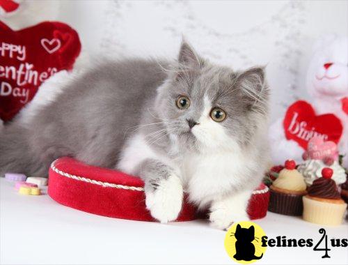 Persian Kittens