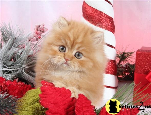 Kittens for Sale in Missouri