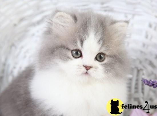 Kittens for Sale in Missouri