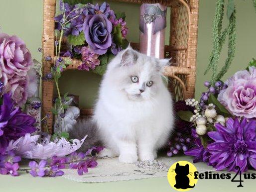 Himalayan Kittens