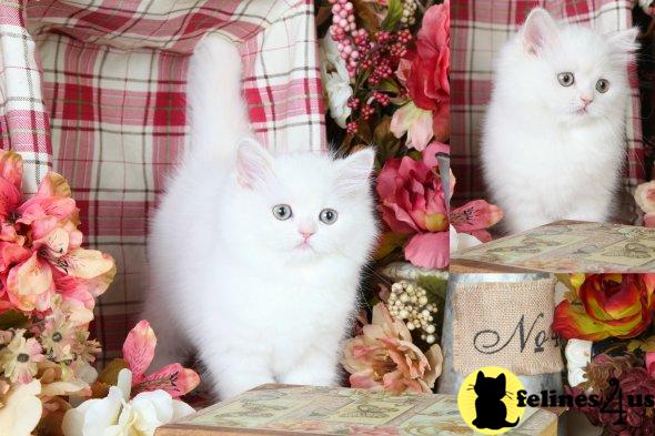 White Persian Kitten For Sale