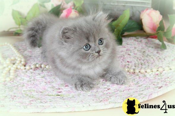 Blue Persian Kitten For Sale