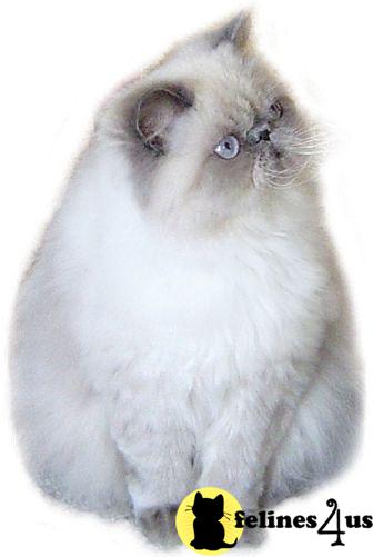 CFA CH Blue Point Himalayan