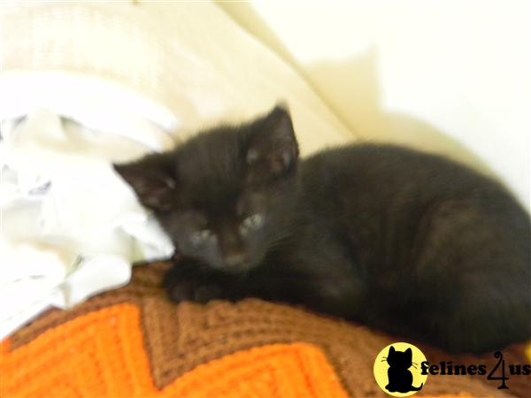 Maine Coon Kittens