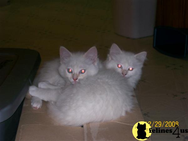 Ragdoll Kittens