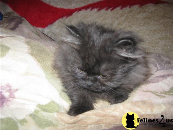 Male Napoleon Kitten
